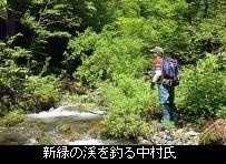 新緑の渓を釣る中村氏