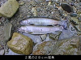 ２尾の２８ｃｍ岩魚